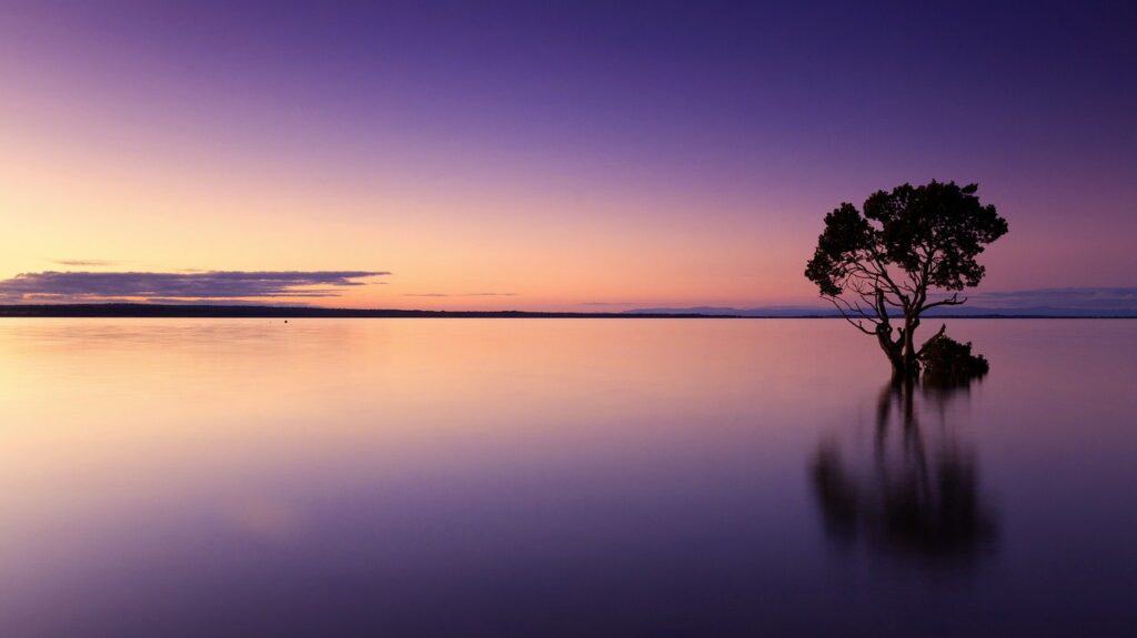 sunset, tree, water-1373171.jpg